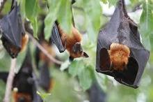 bat.jpg