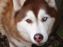 Husky.jpg