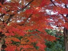 autumn 002.jpg