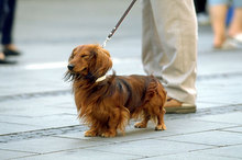 dog0106-023_m.jpg