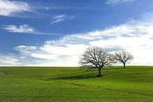 field.jpg