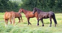 horse.jpg