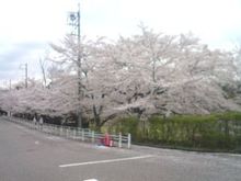 sakura.jpg